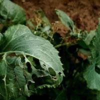 Jak wykorzystać naturalne wrogowie szkodników w walce o zdrowe rośliny w ogrodzie