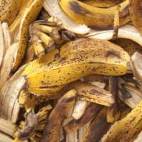 Skórki z banana - naturalny nawóz do każdego ogrodu