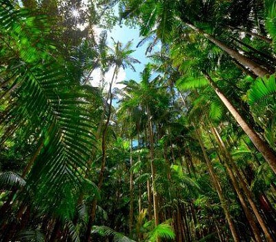 Najlepsze wskazówki, jak chronić las deszczowy i jak możesz pomóc